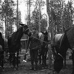 Mules and German solder.jpg